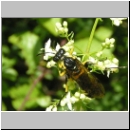 Macrophya montana - Blattwespe w01.jpg